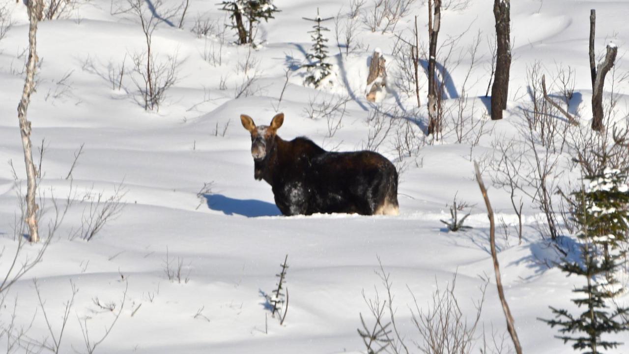 Le Ti Moose La Malbaie